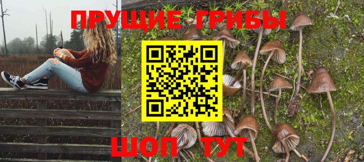 Галлюциногенные грибы Psilocybe Чайковский